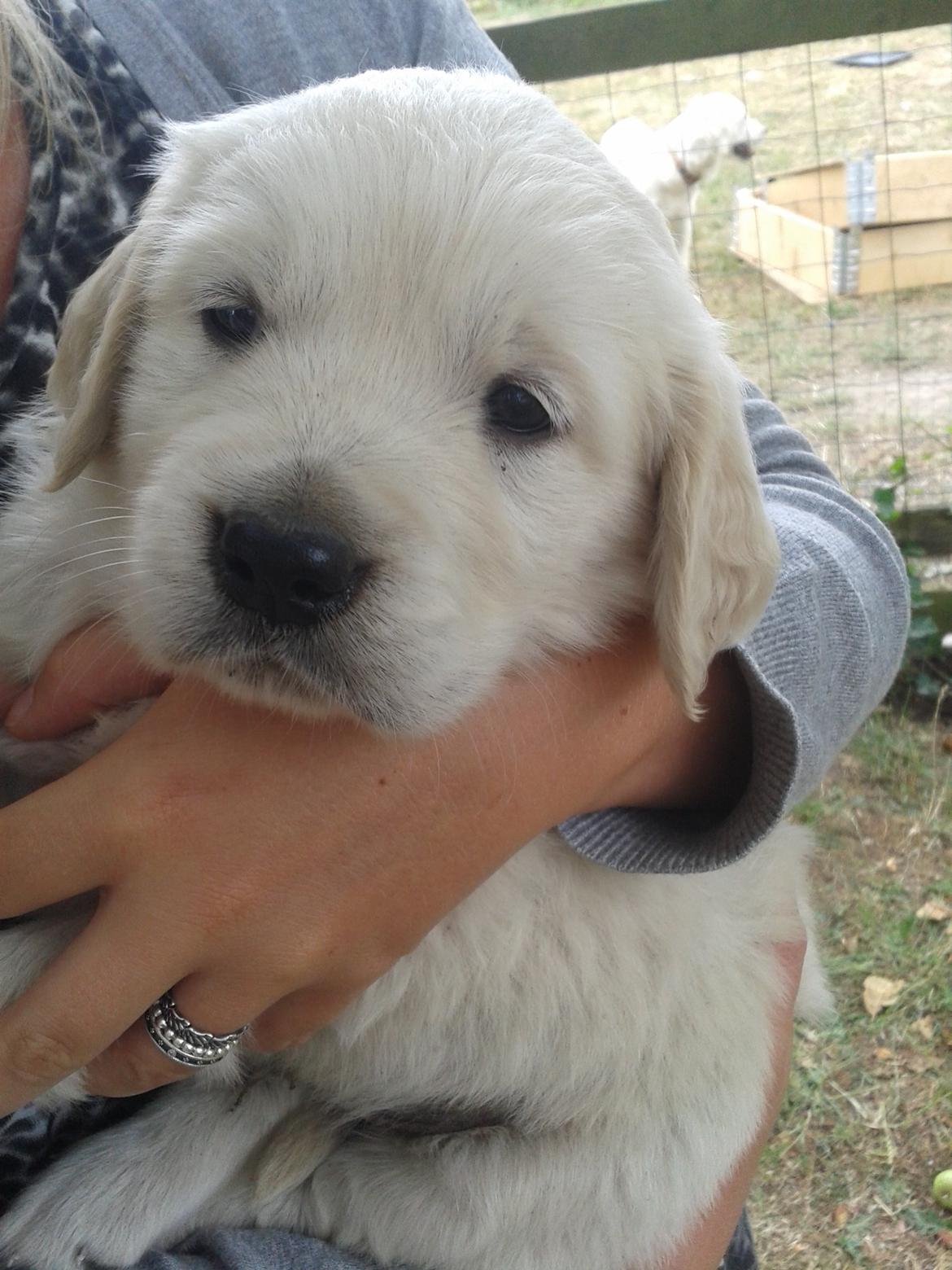 Golden retriever Milton - 6 uger, andet besøg - Åhhh, han er ikke til at stå for ! billede 7