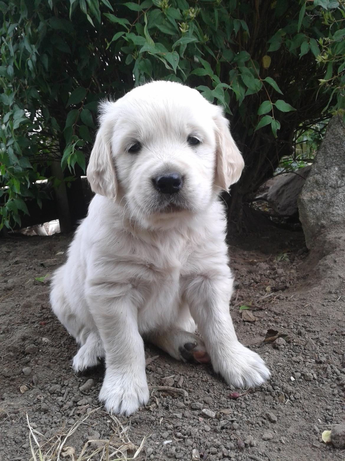 Golden retriever Milton - Velkommen til lille Milton's profil :) Han vil blive en meget glad lille tyk hvalp, hvis i ville ligge en kommentar og bedømmelse :) 6 uger, andet besøg billede 1