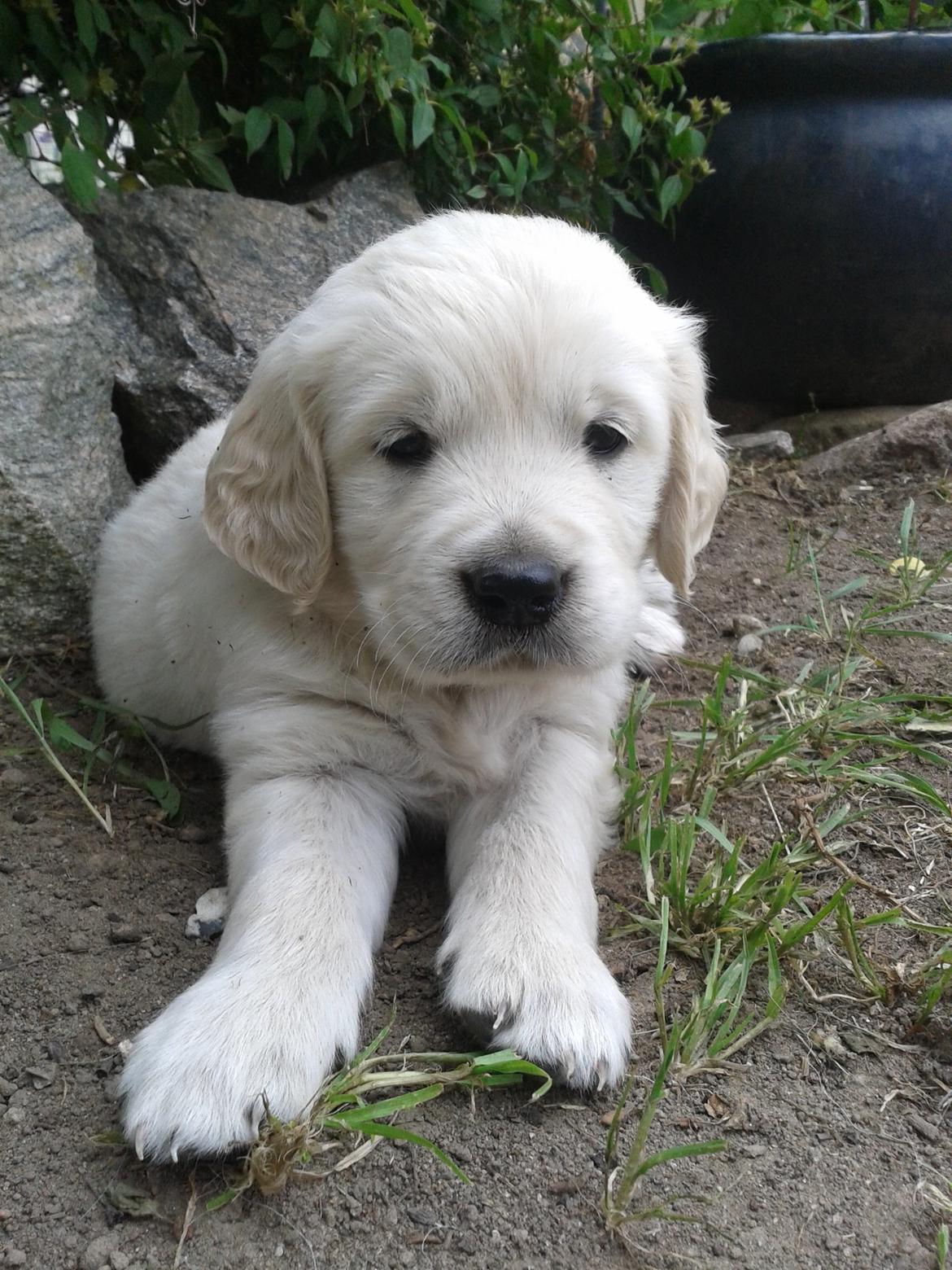Golden retriever Milton - 6 uger, andet besøg - Miltooon <3 billede 10