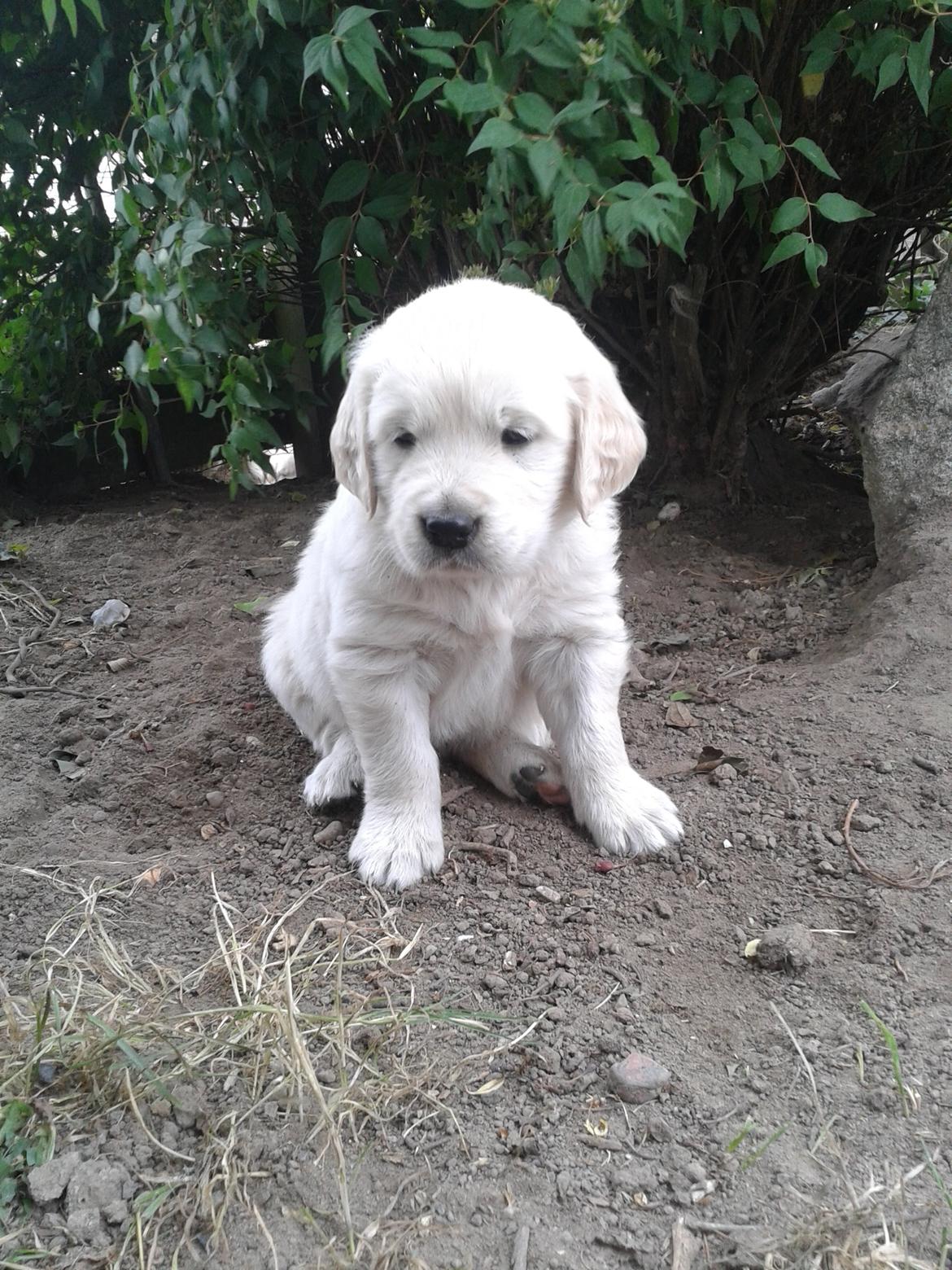 Golden retriever Milton - 6 uger, andet besøg - Se lige de deller han har :P billede 8