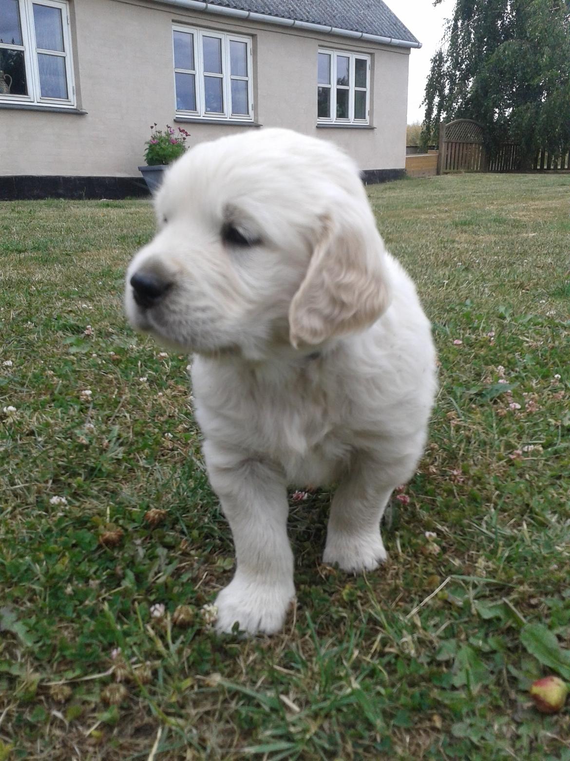 Golden retriever Milton - 6 uger, andet besøg - Hvor står du pænt Mitte :) billede 11