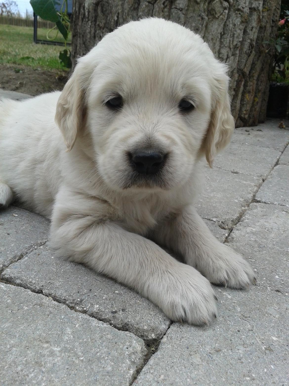 Golden retriever Milton - 6 uger, andet besøg - Kære lille Mitte dog <3 billede 9