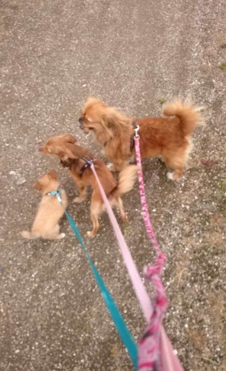 Chihuahua Mikkel billede 2