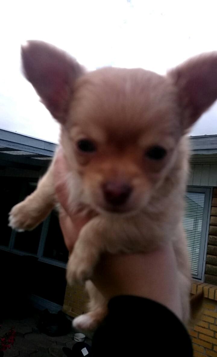 Chihuahua Mikkel billede 4