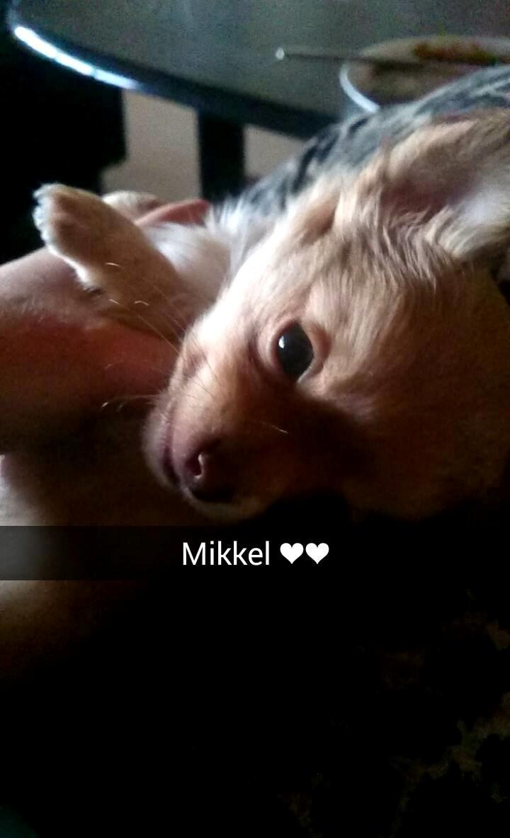 Chihuahua Mikkel billede 5