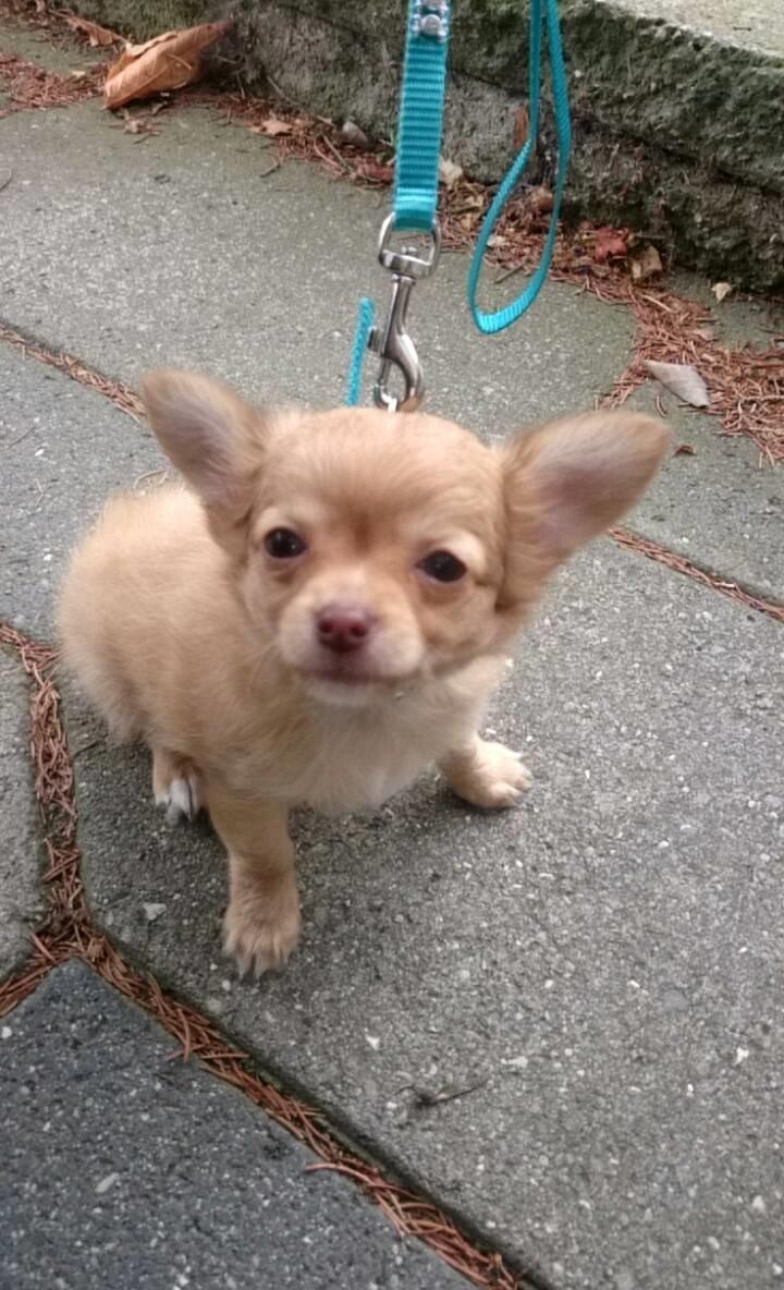 Chihuahua Mikkel billede 1