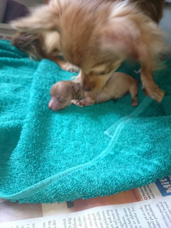 Chihuahua Mikkel billede 6