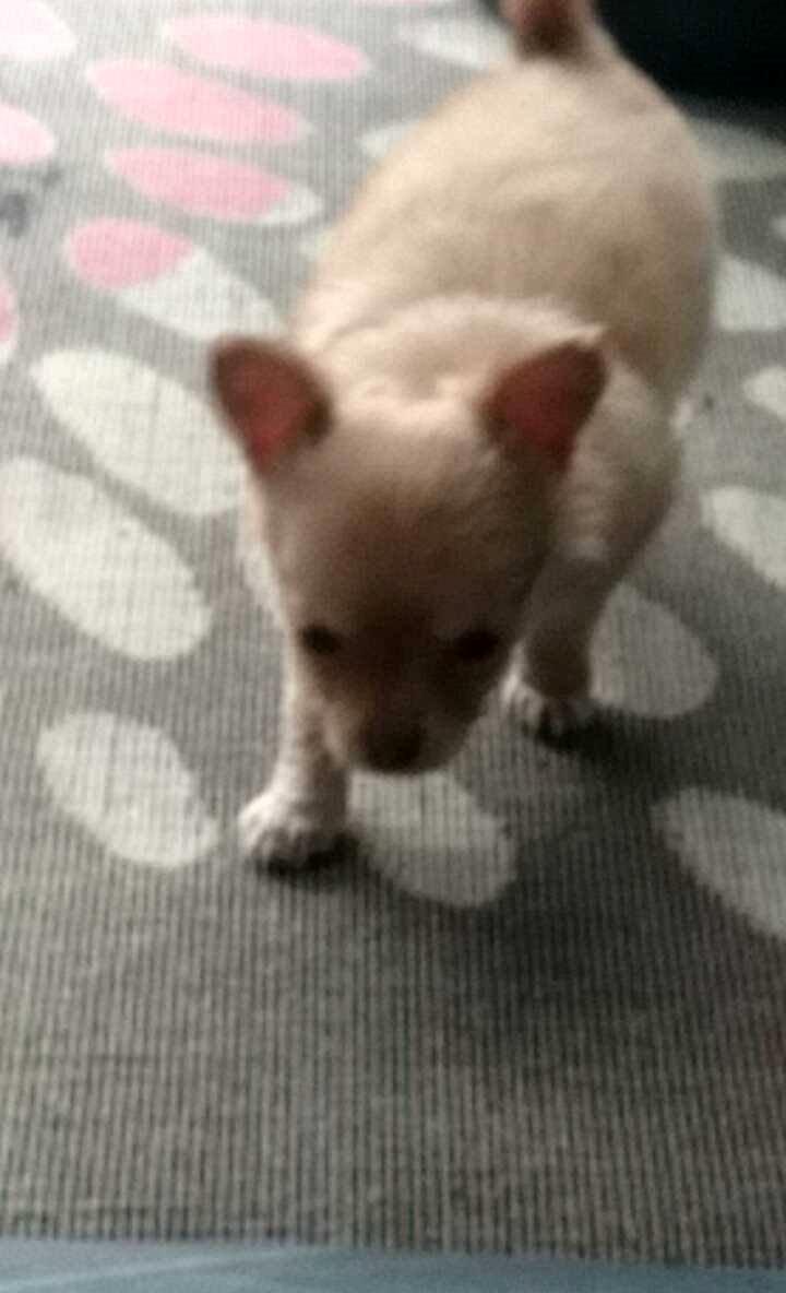 Chihuahua Mikkel billede 7
