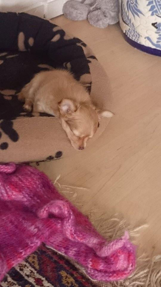 Chihuahua Mikkel billede 8