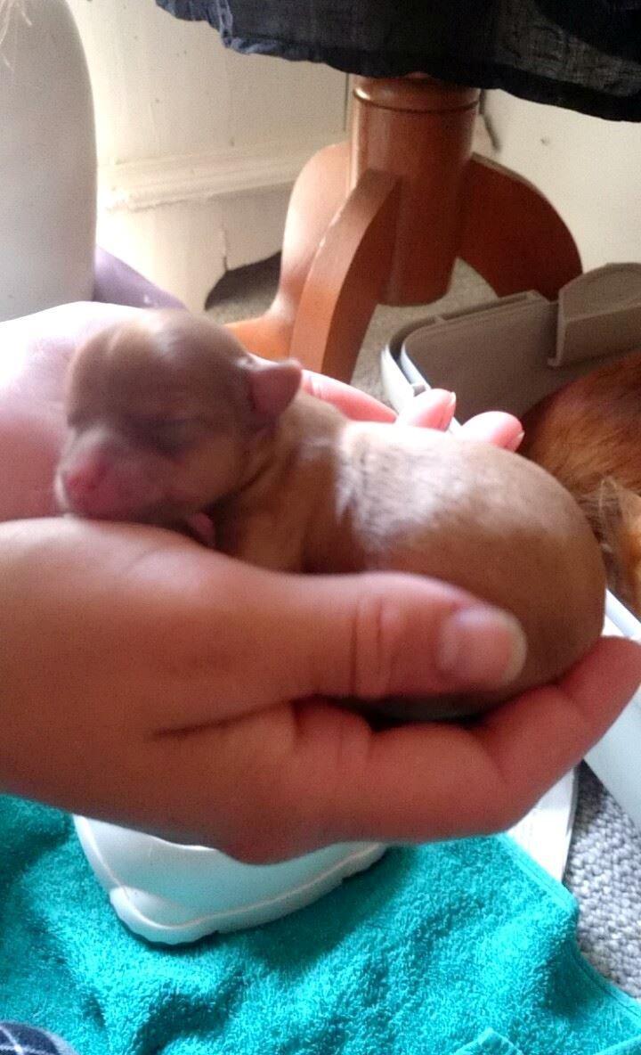 Chihuahua Mikkel billede 9