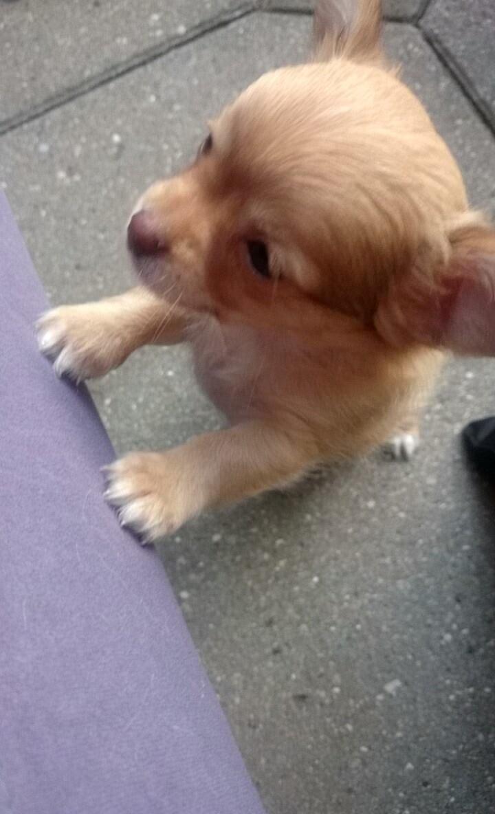 Chihuahua Mikkel billede 3