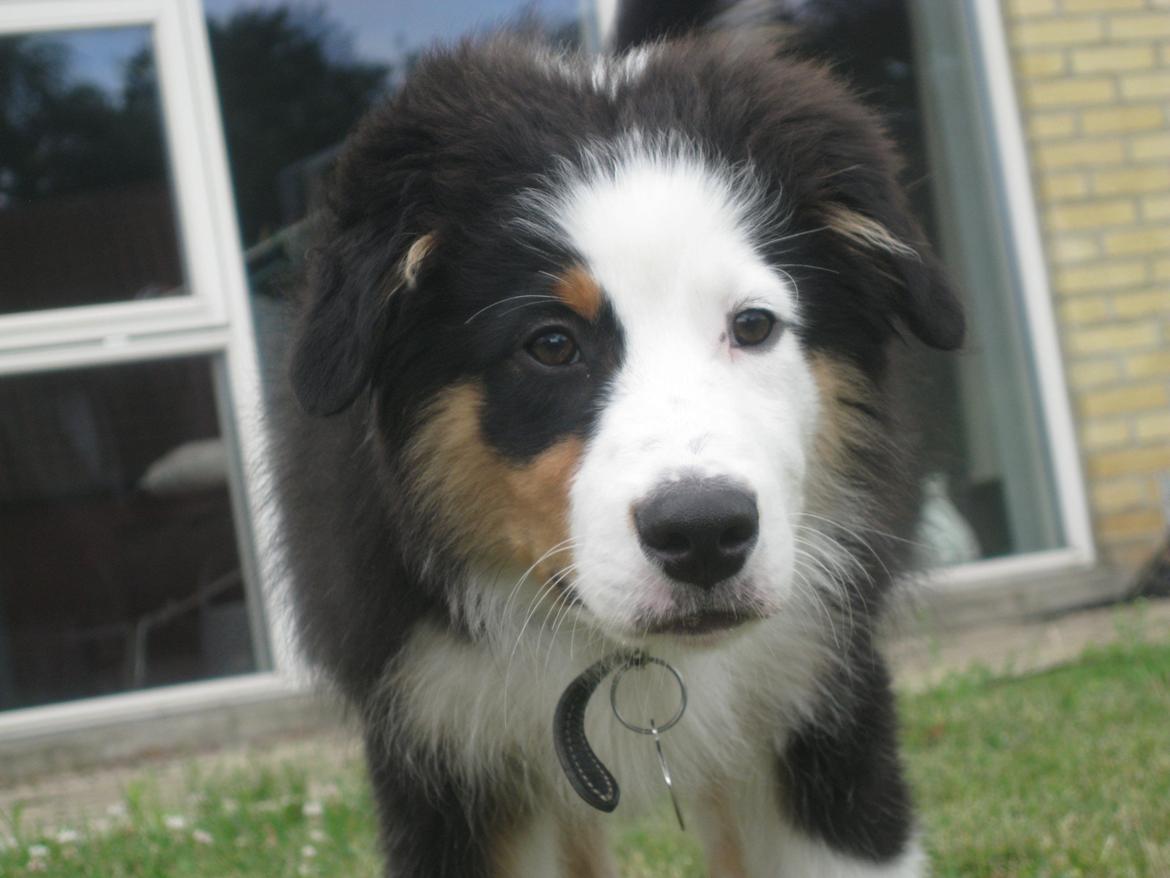 Australian shepherd Godrumgaard's Theo - Da han var mindre end et år. ^^ billede 18