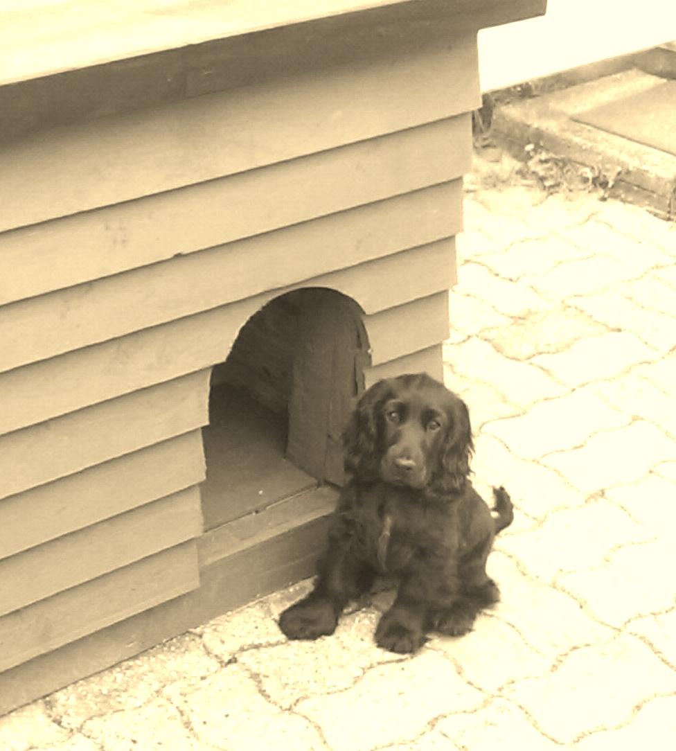 Cocker spaniel Daisy billede 1