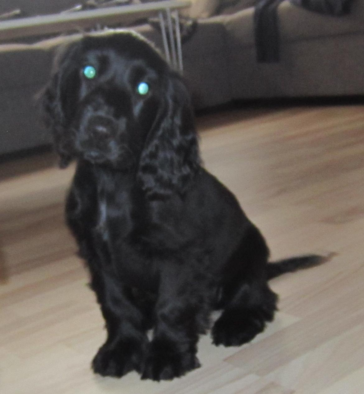 Cocker spaniel Daisy billede 2