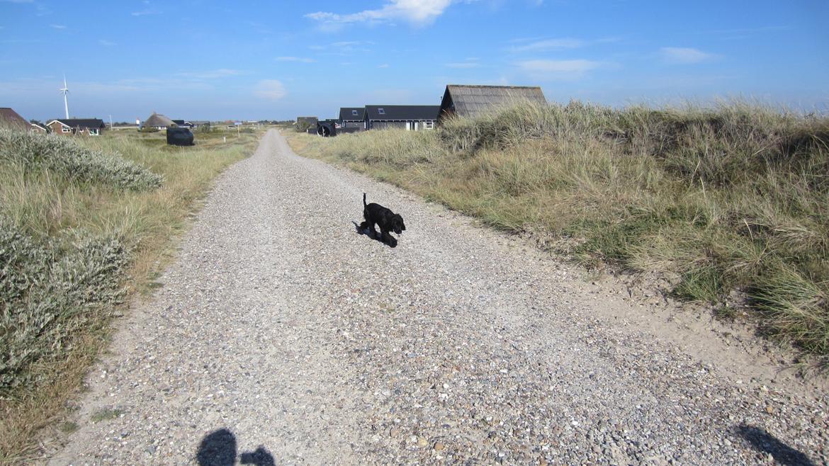 Cocker spaniel Daisy billede 3