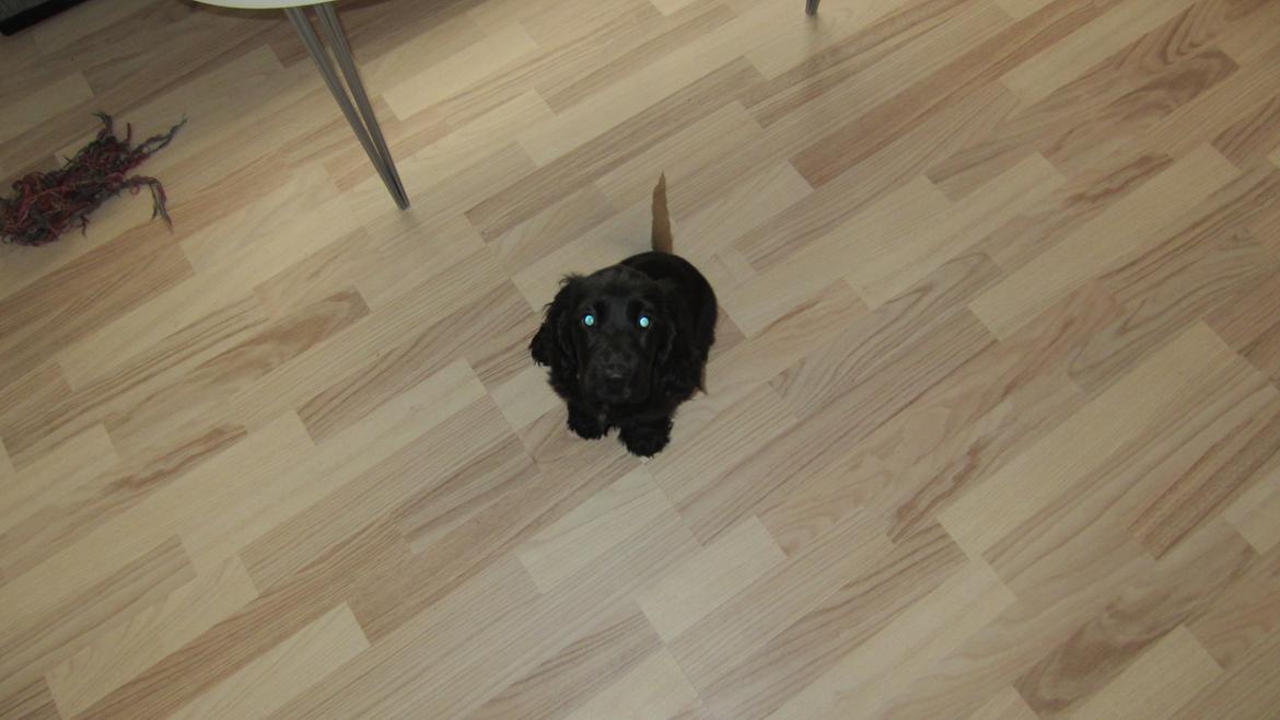 Cocker spaniel Daisy billede 4