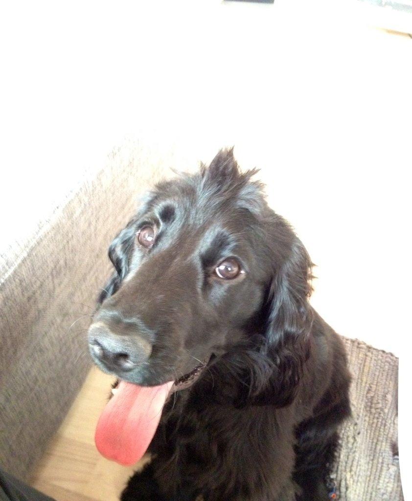 Cocker spaniel Daisy billede 5