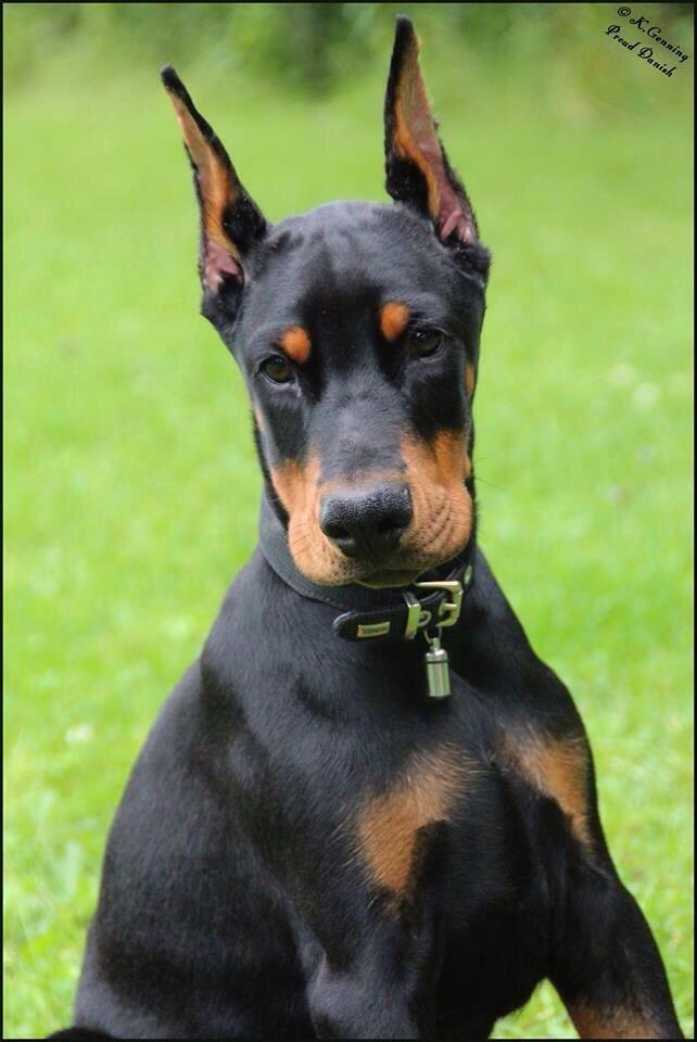 Dobermann Tahi-réme Nikon / Nooka billede 33