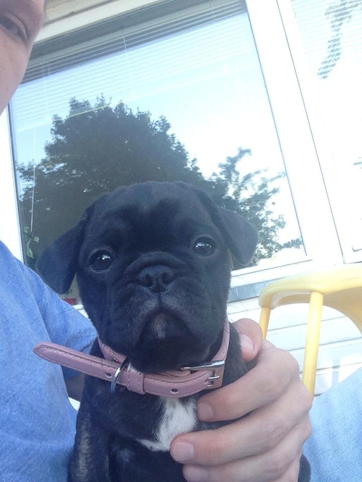 Blanding af racer Møffe billede 2