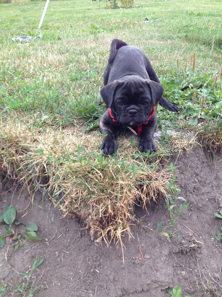 Blanding af racer Møffe billede 1