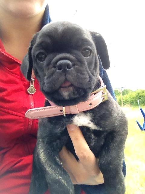 Blanding af racer Møffe billede 3