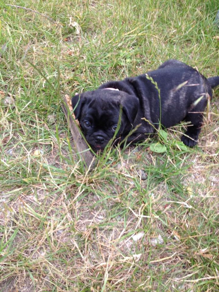 Blanding af racer Møffe billede 4