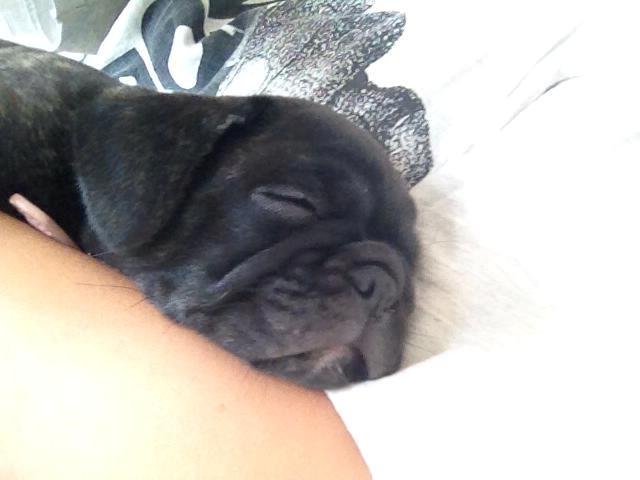 Blanding af racer Møffe billede 5