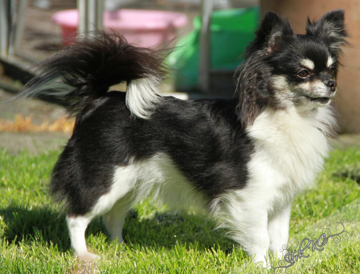 Chihuahua DKCH Milltoff's Gossip Girl ~Zaffie~ billede 1