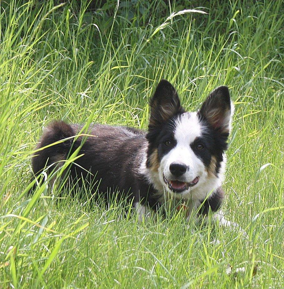 Border collie Zoey 14/3 -5/3 2023 billede 6