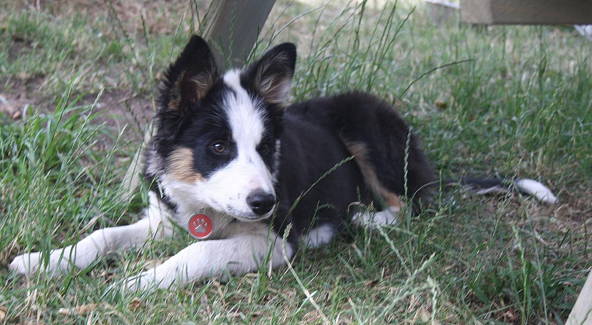 Border collie Zoey 14/3 -5/3 2023 billede 7