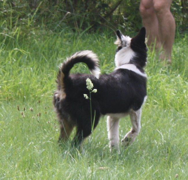 Border collie Zoey 14/3 -5/3 2023 billede 10