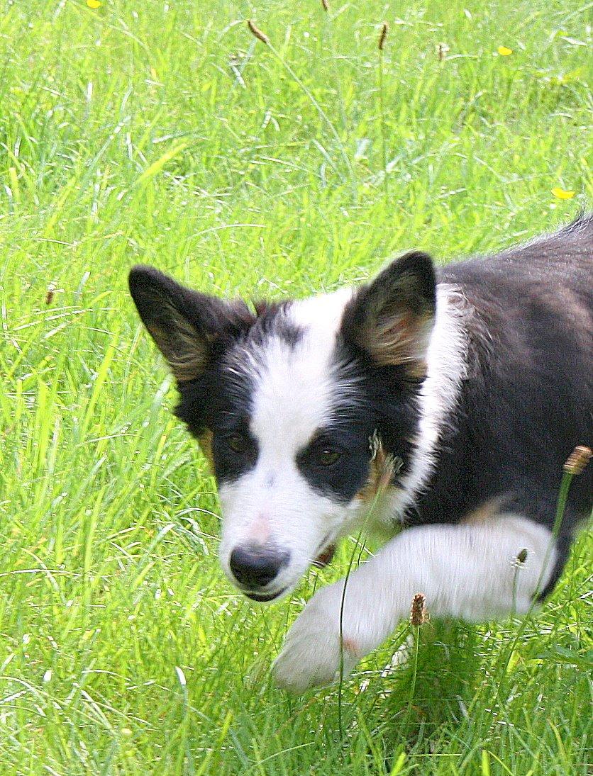 Border collie Zoey 14/3 -5/3 2023 billede 9