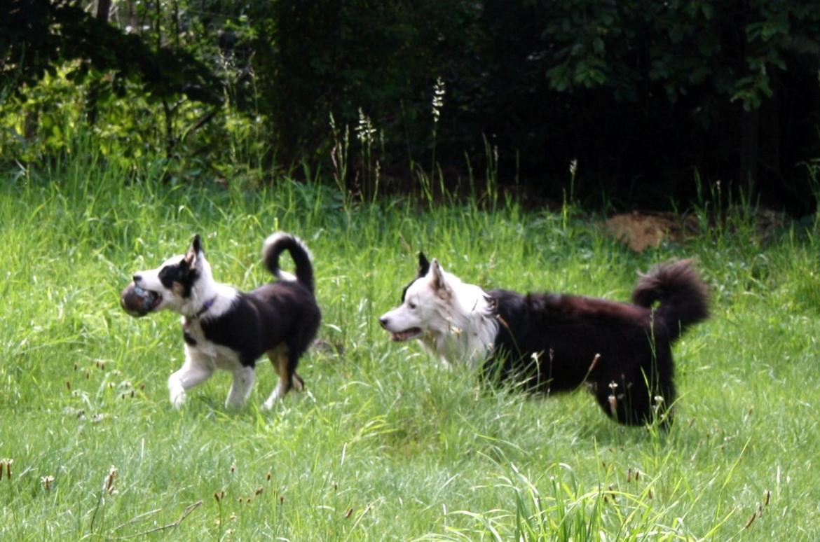 Border collie Zoey 14/3 -5/3 2023 billede 14