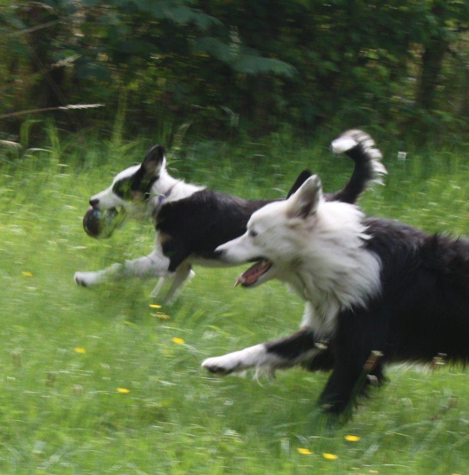 Border collie Zoey 14/3 -5/3 2023 billede 11