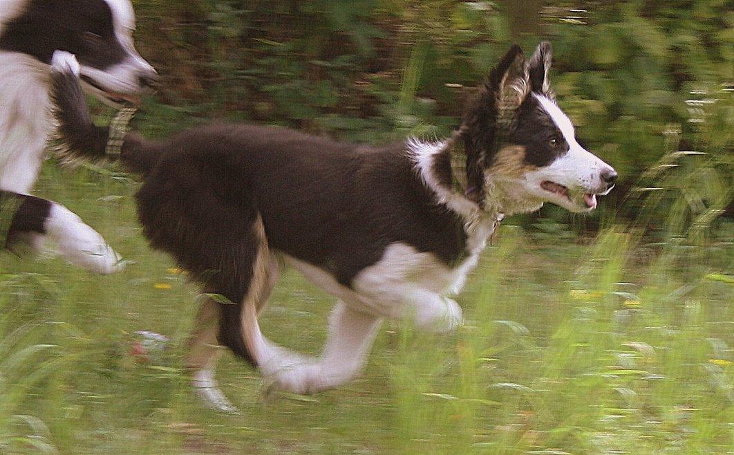 Border collie Zoey 14/3 -5/3 2023 billede 12