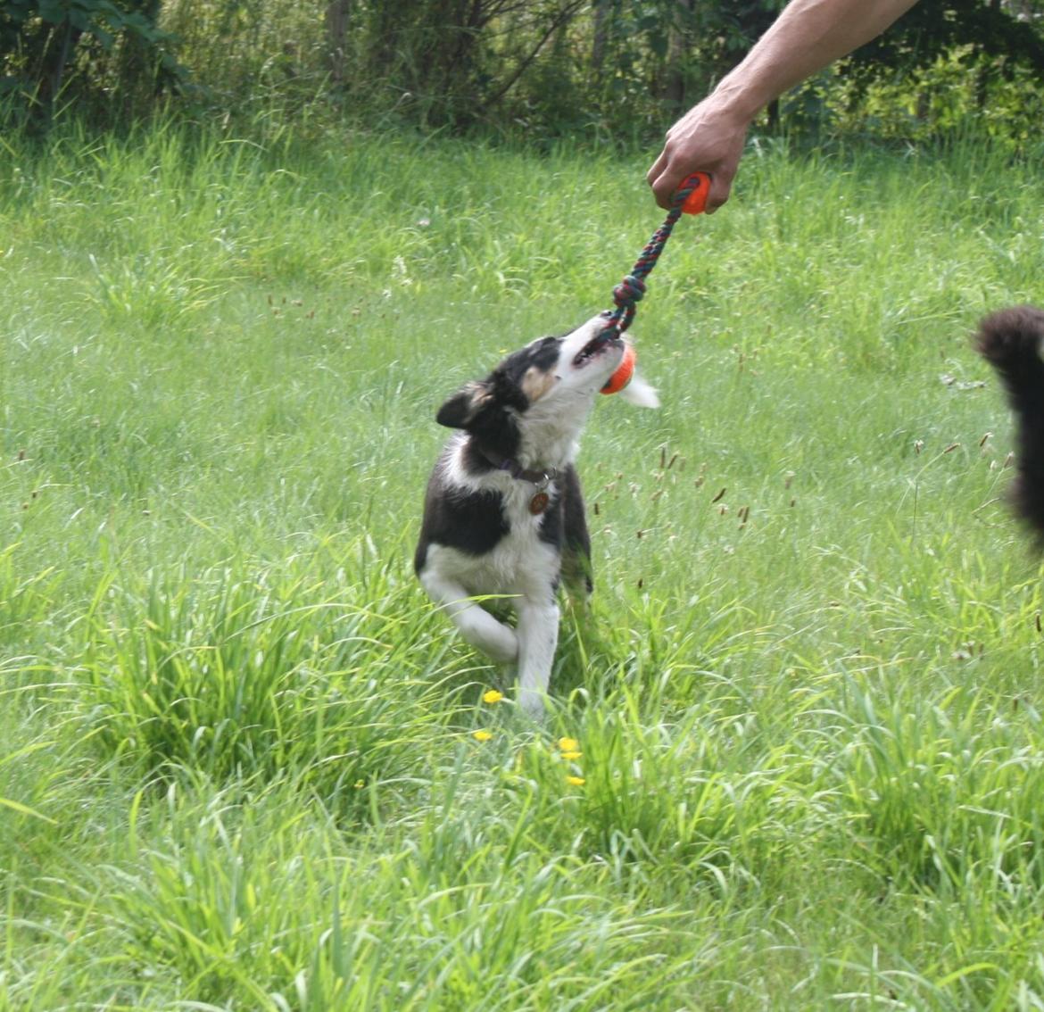 Border collie Zoey 14/3 -5/3 2023 billede 13