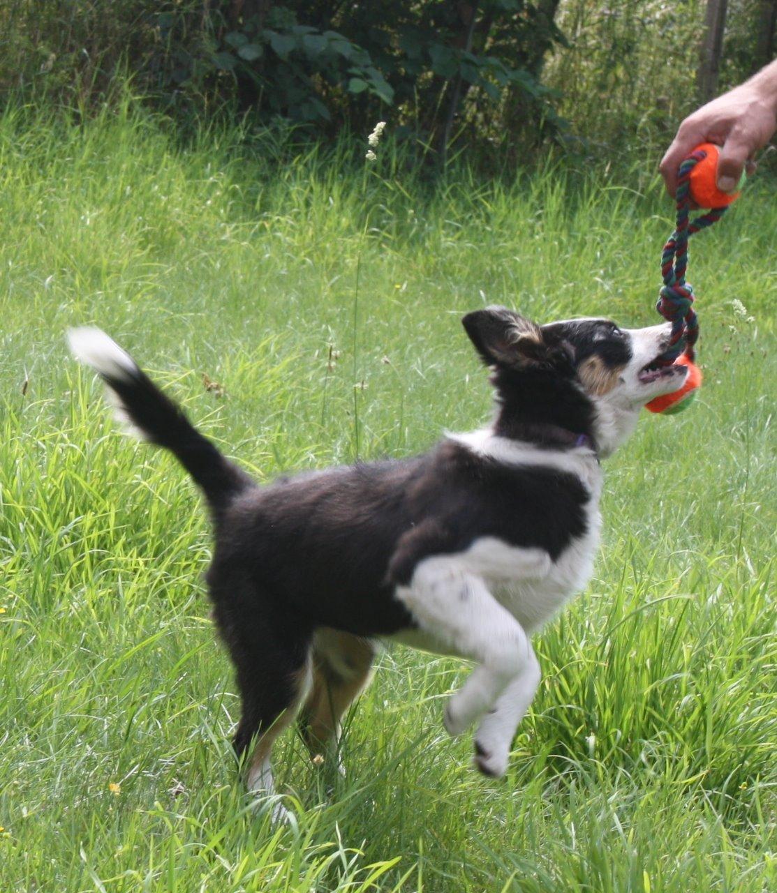 Border collie Zoey 14/3 -5/3 2023 billede 8