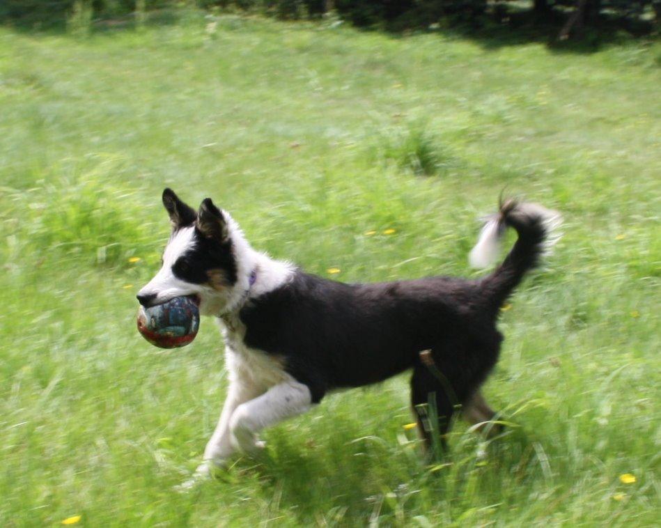 Border collie Zoey 14/3 -5/3 2023 billede 15