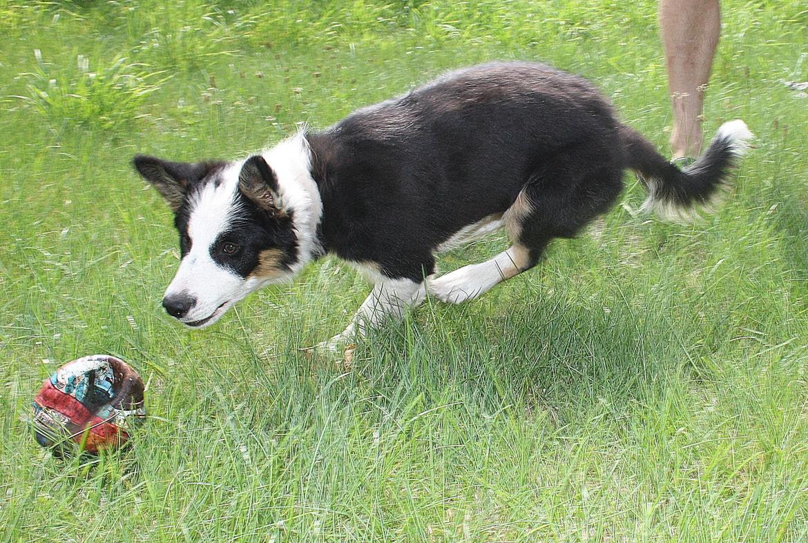 Border collie Zoey 14/3 -5/3 2023 billede 5