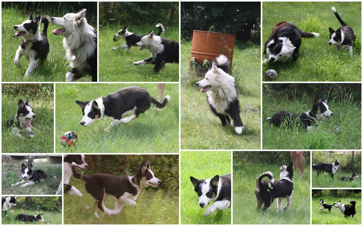 Border collie Zoey 14/3 -5/3 2023 billede 4