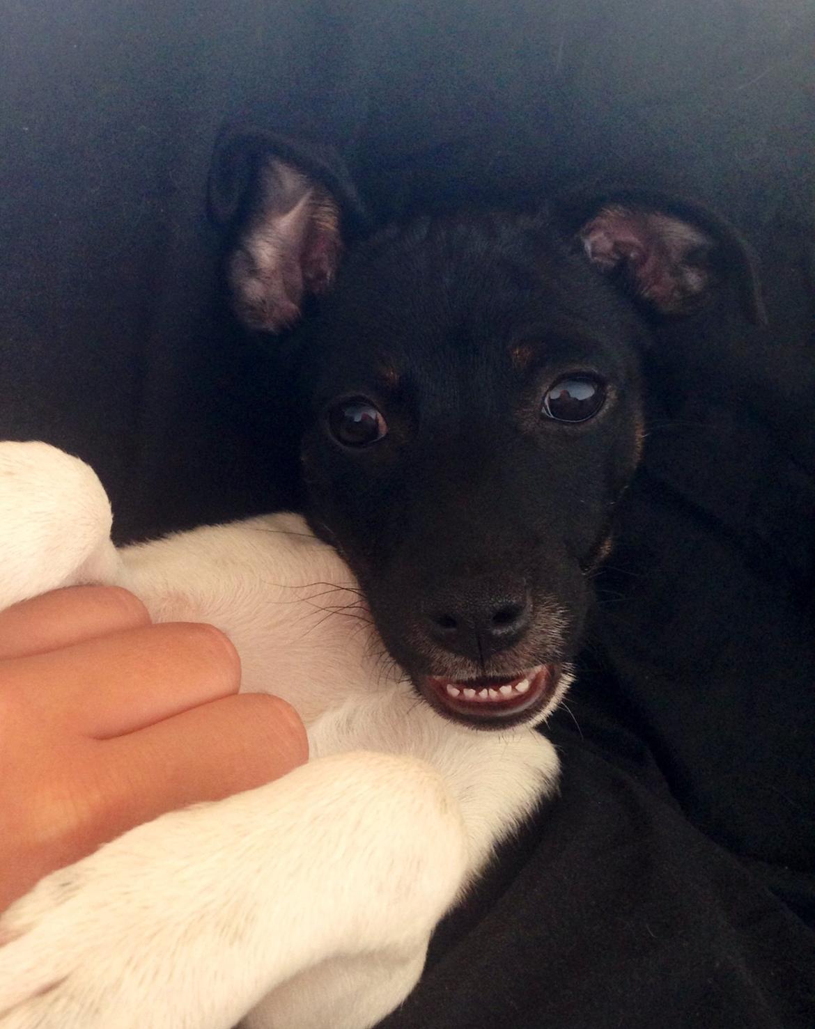 Blanding af racer La Chica - Fjalehund billede 12