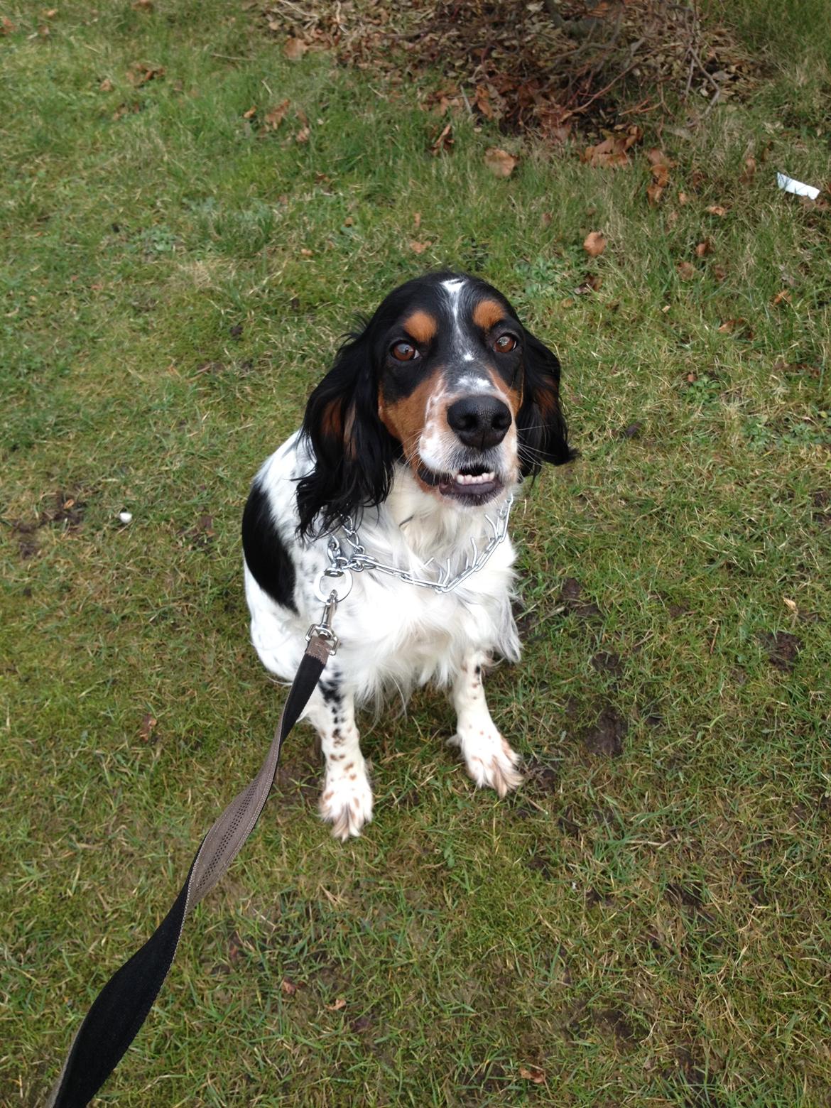 Engelsk setter Kaya billede 7