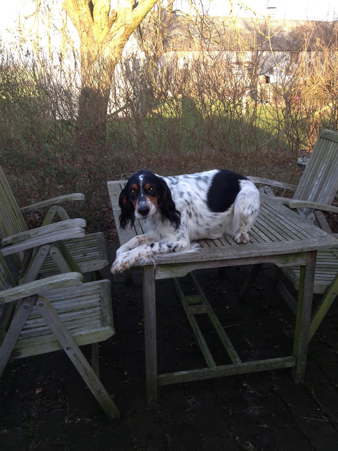 Engelsk setter Kaya billede 6