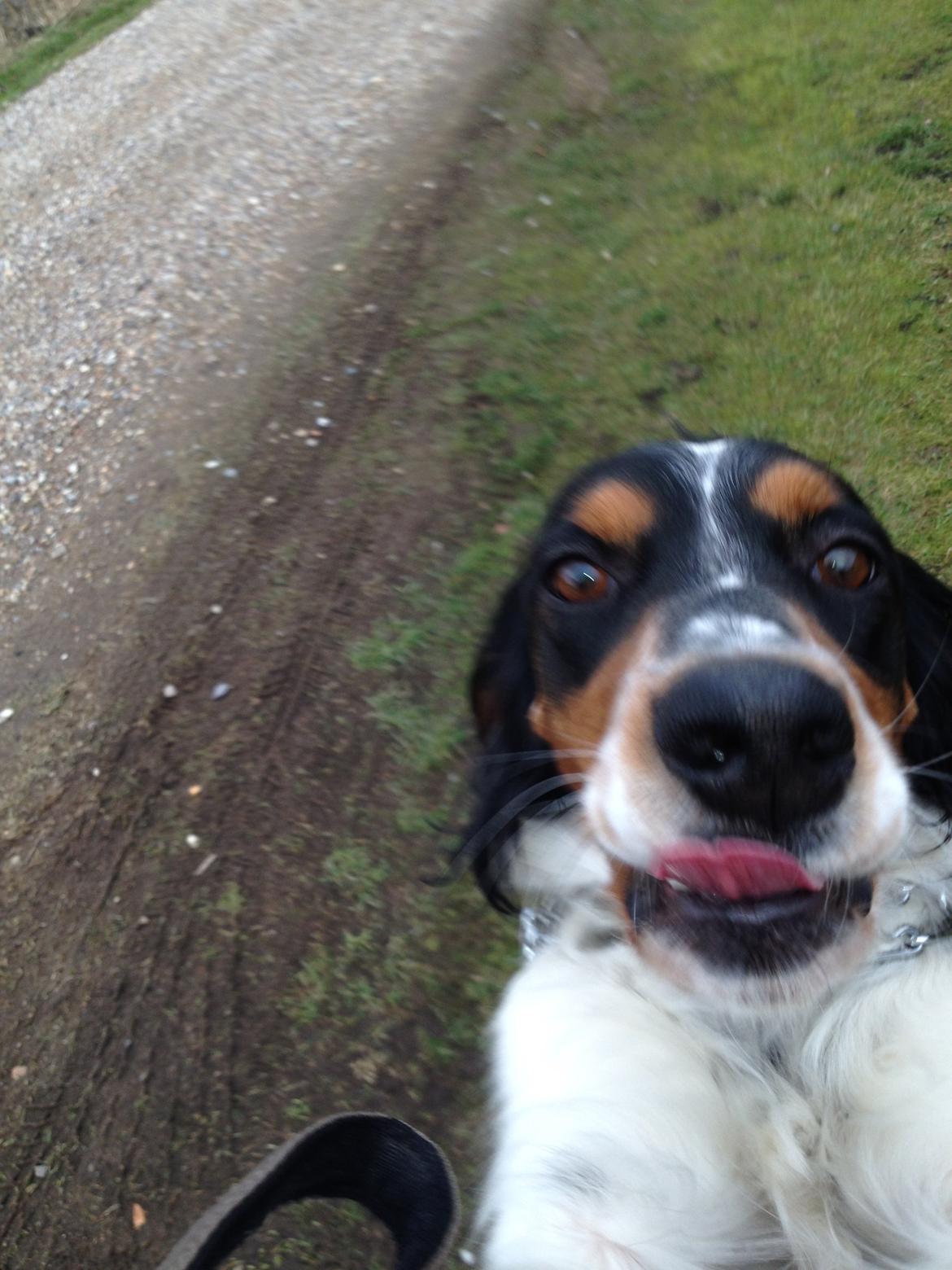 Engelsk setter Kaya billede 9