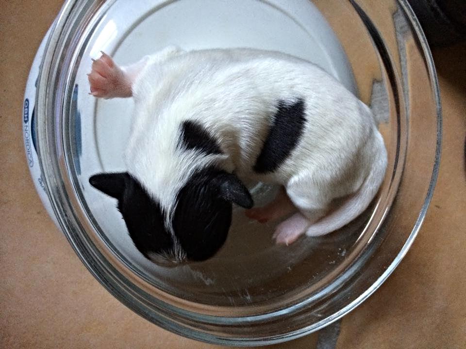 Dansk svensk gaardhund Elsa - 5dage gammel - 200g billede 6