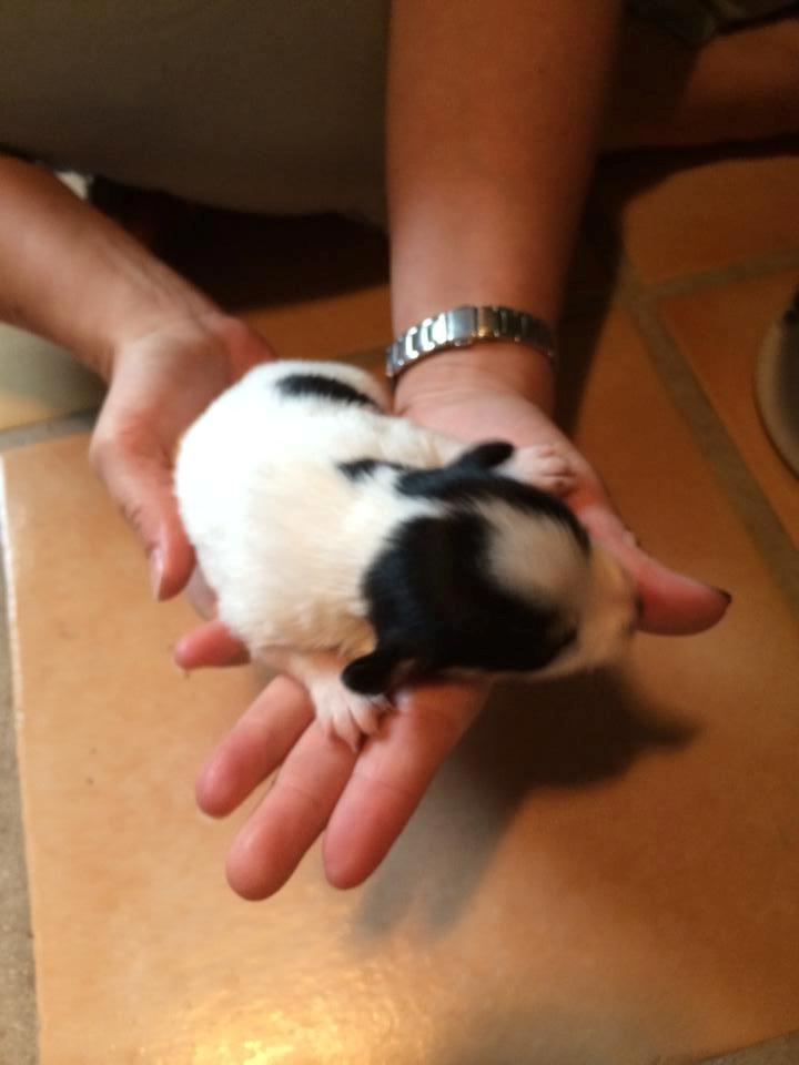 Dansk svensk gaardhund Elsa - 2 uger 229g billede 5