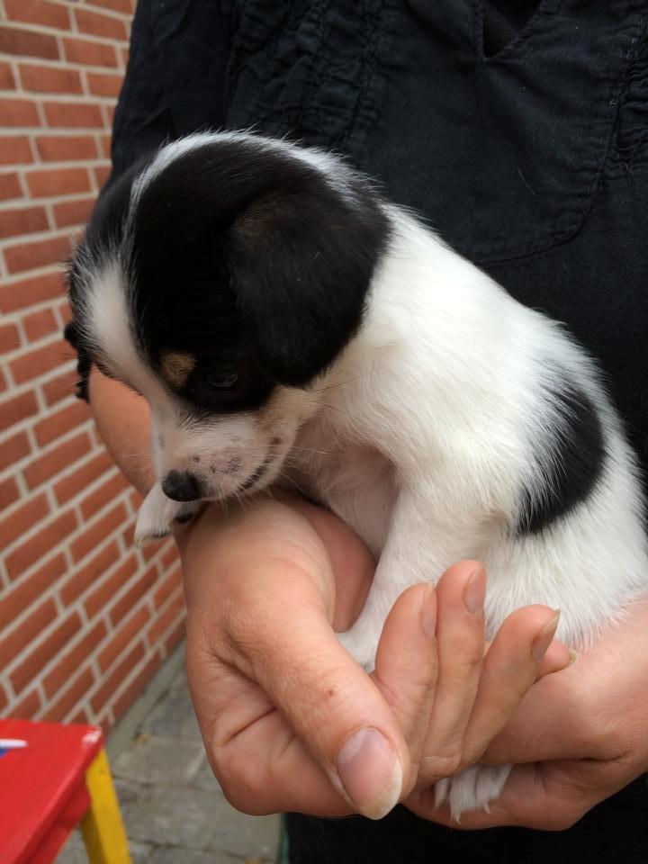 Dansk svensk gaardhund Elsa - 5 uger, nu kan det kun gå for langsomt billede 1