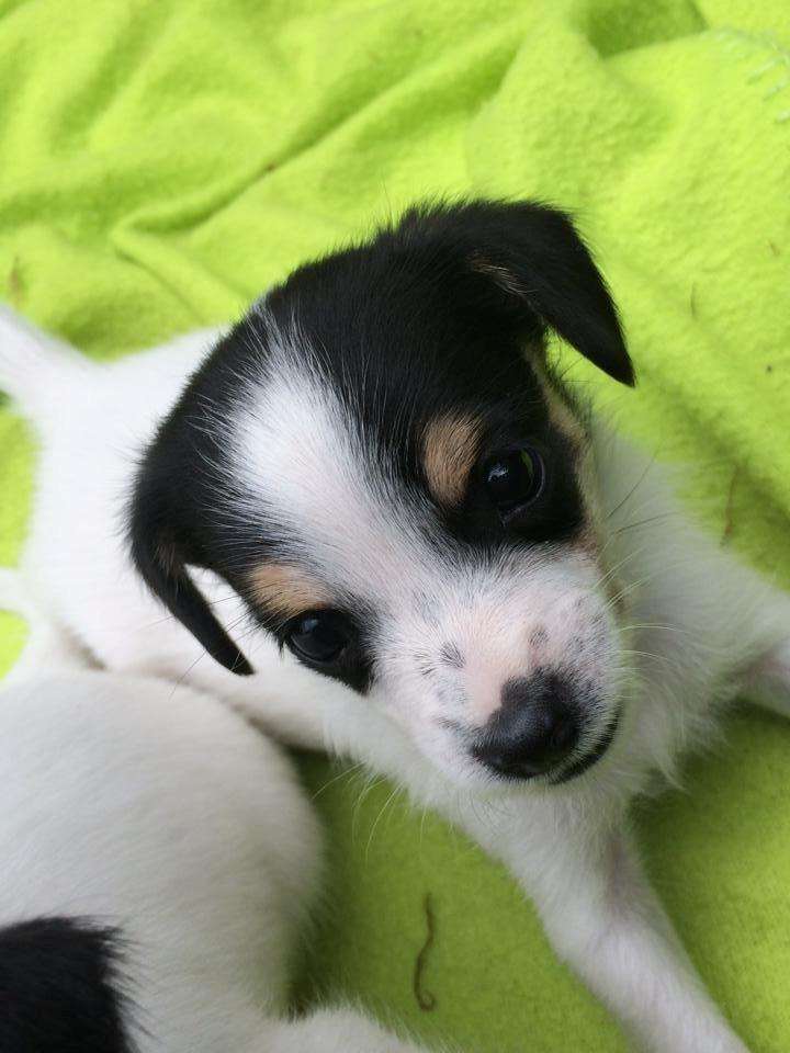 Dansk svensk gaardhund Elsa billede 2