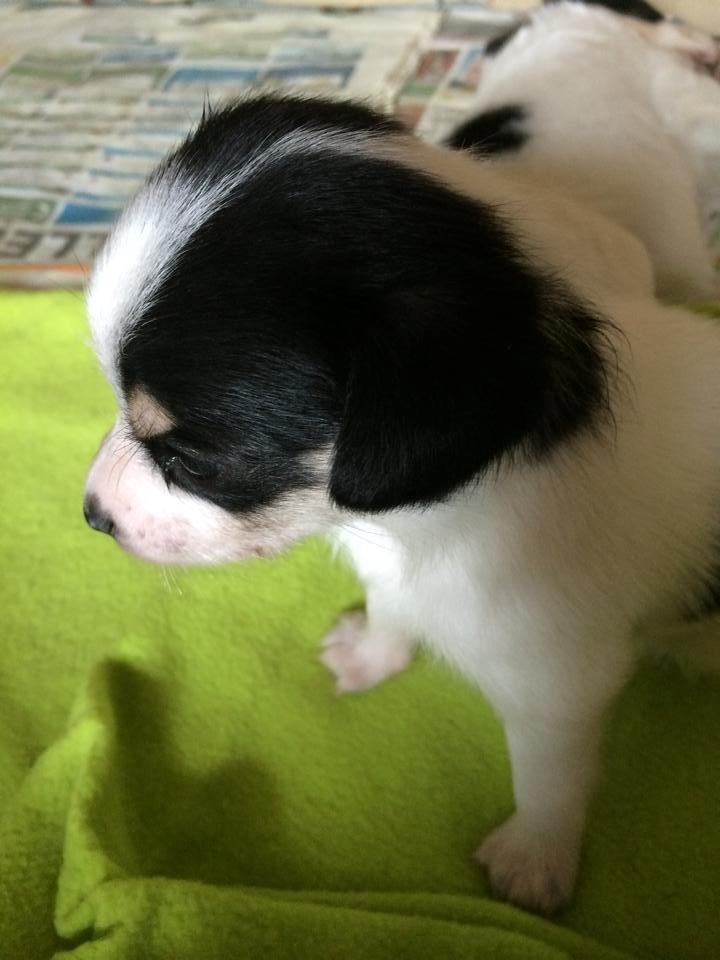 Dansk svensk gaardhund Elsa - 4 uger billede 3