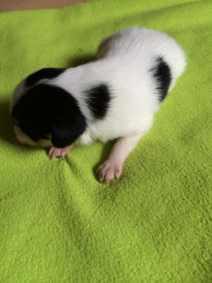 Dansk svensk gaardhund Elsa - 3 uger billede 4